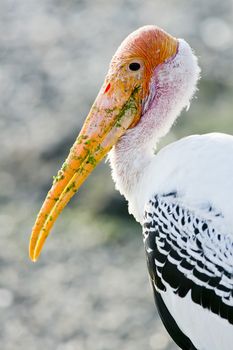 Adult Milky Stork in a Bird Park