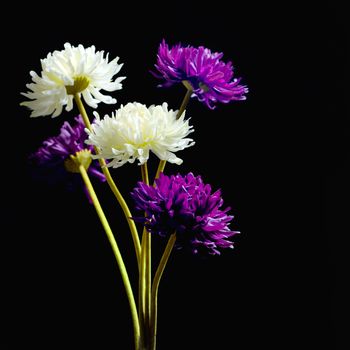 Dahlia flower on black background