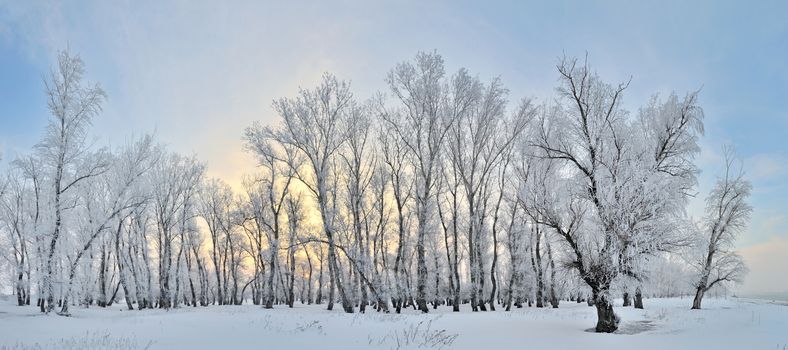 Frozen trees on winter landscape and blue sky