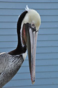 Pelican in Oceanside, California