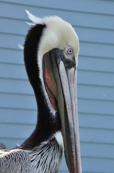 Pelican in Oceanside, California