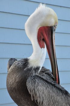 Pelican in Oceanside, California