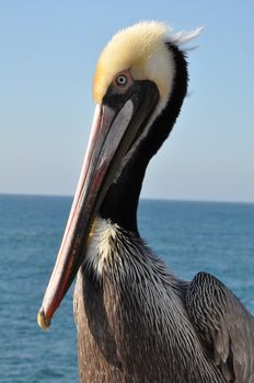 Pelican in Oceanside, California