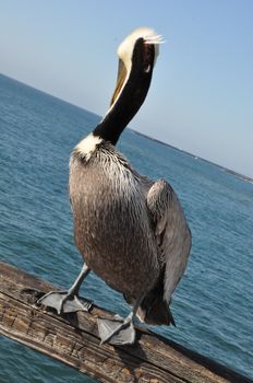 Pelican in Oceanside, California