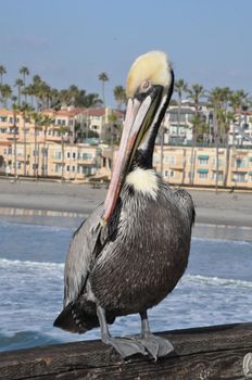 Pelican in Oceanside, California