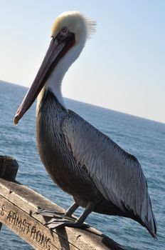 Pelican in Oceanside, California