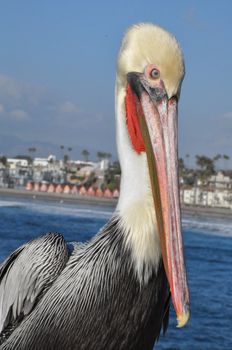 Pelican in Oceanside, California