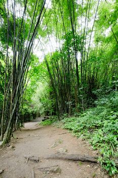 Forest path in Thailand