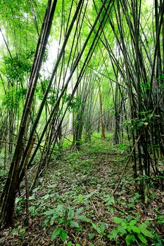 Forest path in Thailand