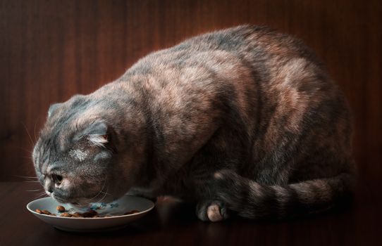 Scottish Fold cat eats cat food on a saucer.