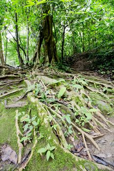 big tree roots and river in tropical rainforest,Namtok Huai Mae Khami, thailand