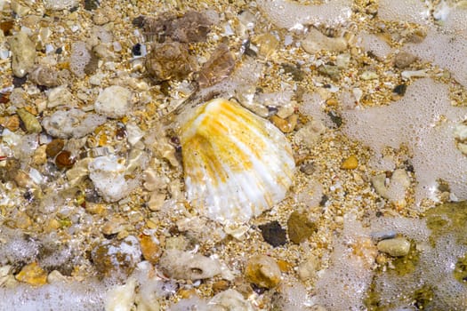 Sea shells with sand and ocean water as background
