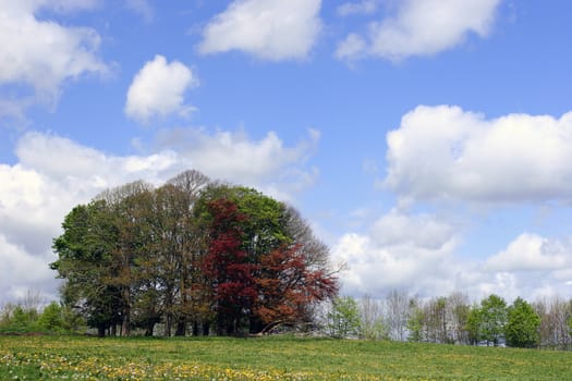 An assortment of various trees standing in a buttercup meadow set against a blue sky with puffy white clouds.