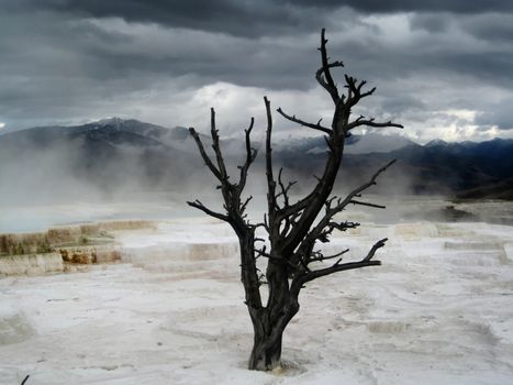 Lonely dead tree in Mammoth Hot Springs (Yellowstone, Wyoming, USA). The dark clouds mixed with the water vapour contributed to intensify this apocalytic landscape.