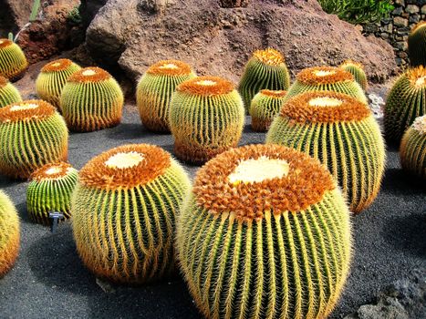 Those golden barrel cactus, also know as Mother-in-Law's Cushion, can be foung in Cesar Manrique's Cactus Garden in Lanzarote Island (Spain)