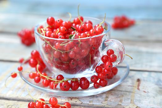 much fresh red currant in a transparent cup