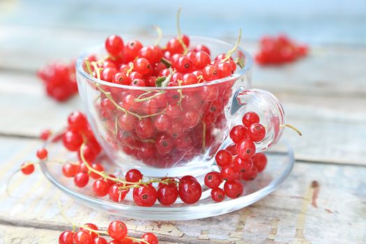 much fresh red currant in a transparent cup