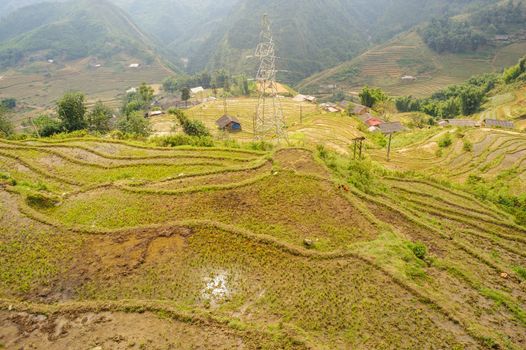 Rice fields on terraced of  Cat Cat Village, Sapa Vietnam.