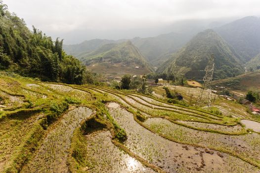 Rice fields on terraced of  Cat Cat Village, Sapa Vietnam.