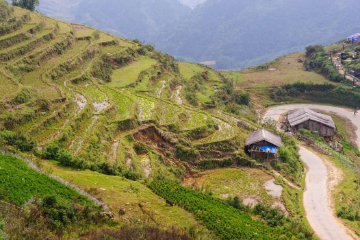 Rice fields on terraced of  Cat Cat Village, Sapa Vietnam.