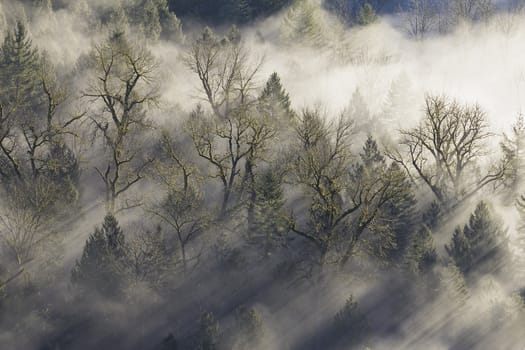 Sun Rays Beaming Through the Misty Fog in Forest by Sandy River Oregon