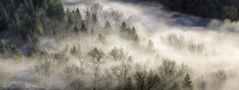 Thick Fog Rolling in Forest Early Morning in Sandy River Oregon Panorama