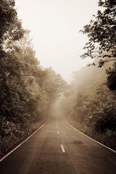 Road through the forest - Road with smog