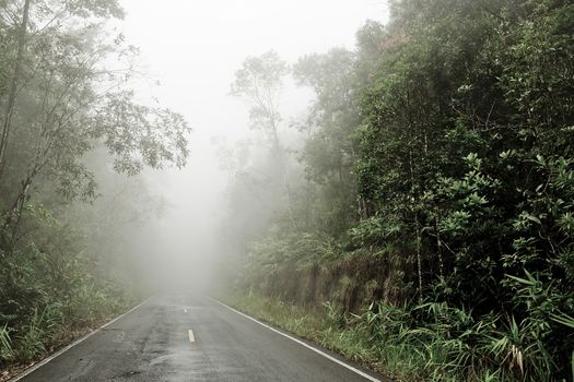 Road through the forest - Road with smog