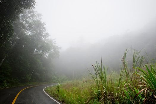 Road through the forest - Road with smog