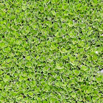 Duckweed covered on the water surface
