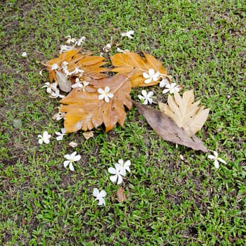 Background of colorful autumn leaves on forest floor