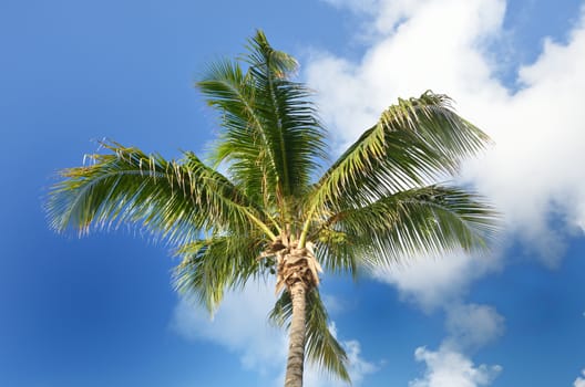 Single Coconut tree with sky background