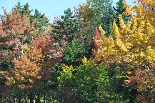 Fall Colors at the White Mountain National Forest in New Hampshire