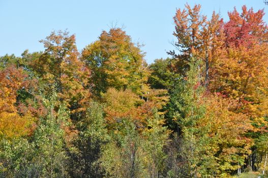 Fall Colors at the White Mountain National Forest in New Hampshire