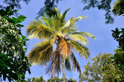Coconut tree in forest