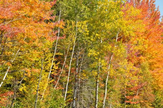 Fall Colors at the White Mountain National Forest in New Hampshire