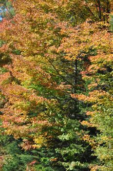 Fall Colors at the White Mountain National Forest in New Hampshire