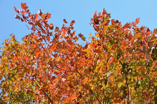 Fall Colors at the White Mountain National Forest in New Hampshire