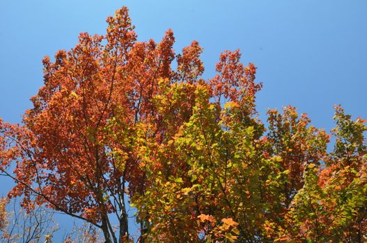 Fall Colors at the White Mountain National Forest in New Hampshire