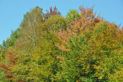 Fall Colors at the White Mountain National Forest in New Hampshire