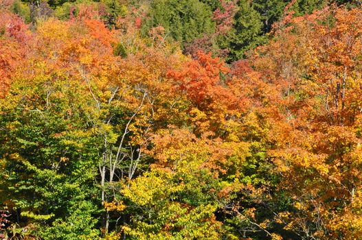 Fall Colors at the White Mountain National Forest in New Hampshire