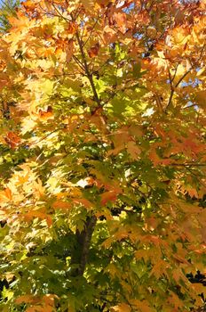 Fall Colors at the White Mountain National Forest in New Hampshire