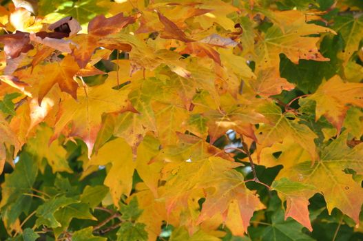 Fall Colors at the White Mountain National Forest in New Hampshire