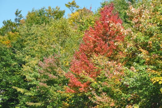 Fall Colors at the White Mountain National Forest in New Hampshire