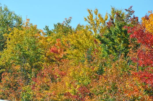 Fall Colors at the White Mountain National Forest in New Hampshire