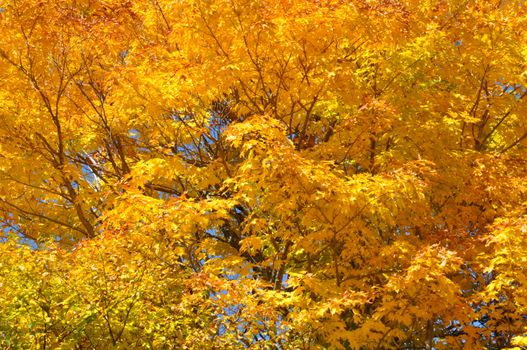 Fall Colors at the White Mountain National Forest in New Hampshire