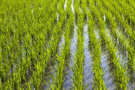 Rice Planting in Bali island, Indonesia.