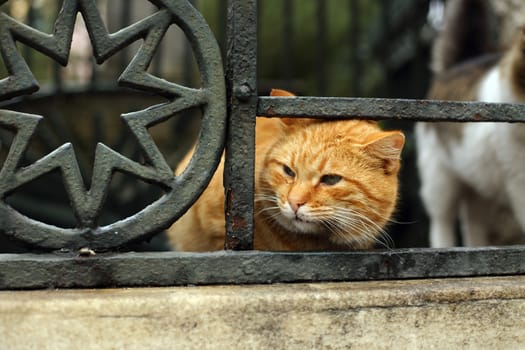 Yellow fluffy Istanbu lalley cat