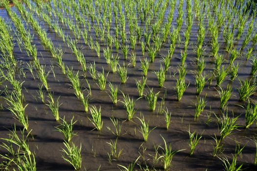 Rice Planting in Bali island, Indonesia.