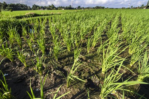 Rice Planting in Bali island, Indonesia.